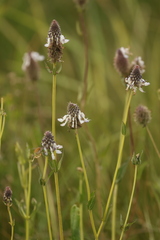 Blue Spire (Pycnostachys)