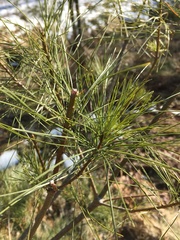 Pinus