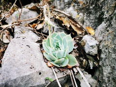Echeveria simulans