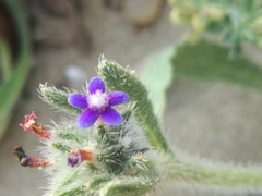 Anchusa aggregata
