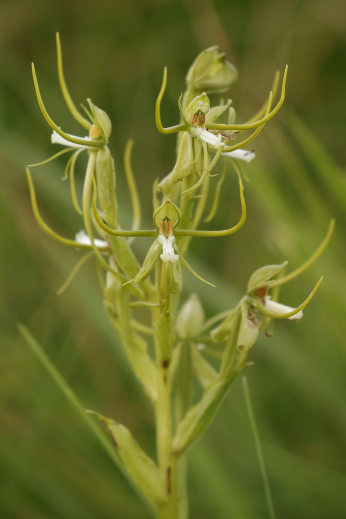 Habenaria clavata