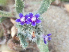 Anchusa aggregata
