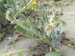 Anchusa aggregata