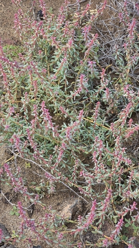 Suaeda vermiculata, photograph 5
