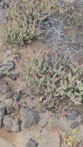 Suaeda vermiculata, photograph 6