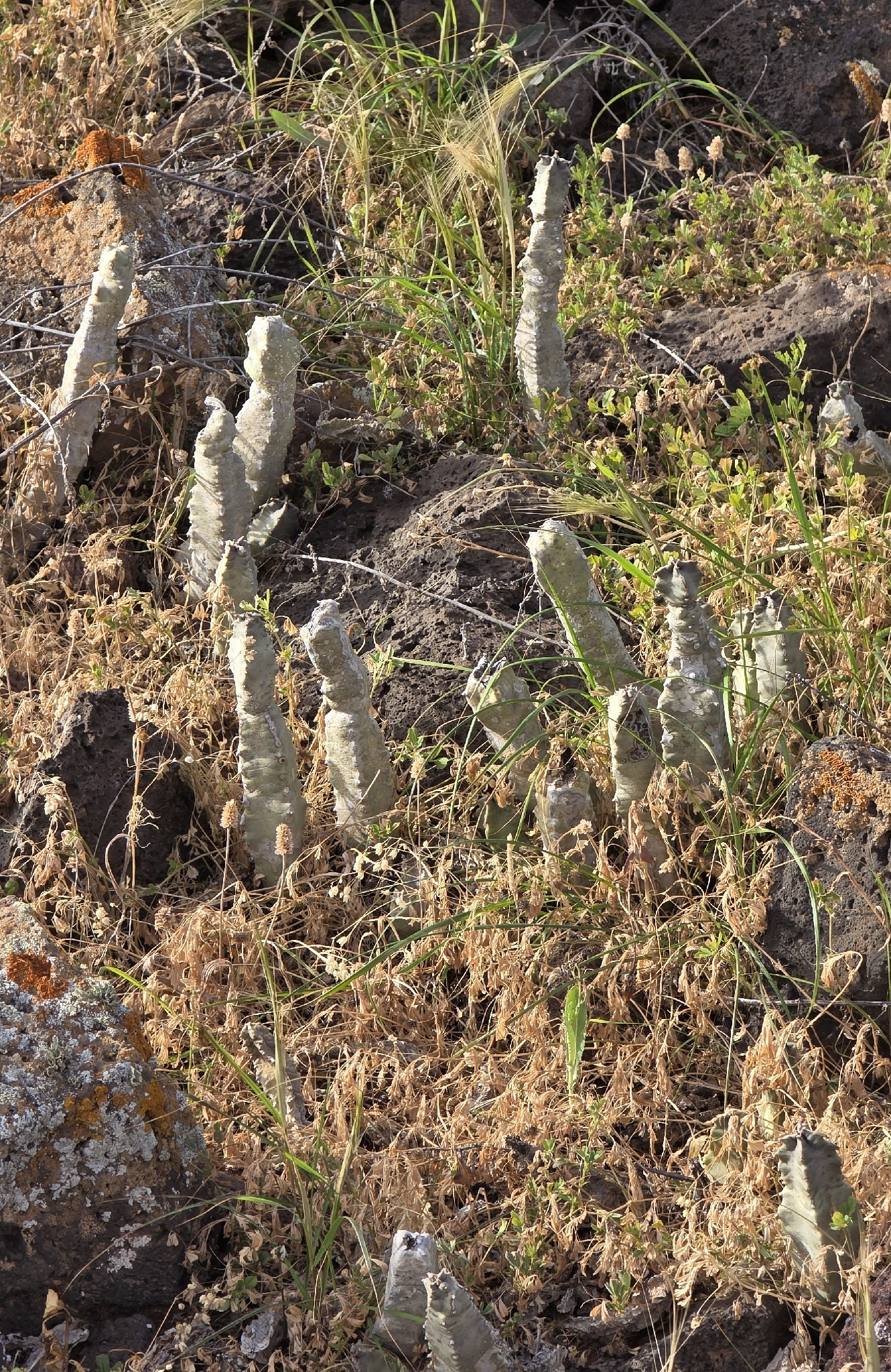 Apteranthes burchardii