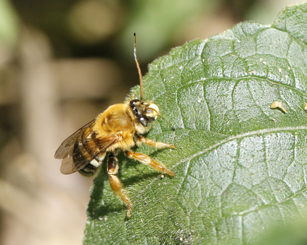 Trichocerapis mirabilis