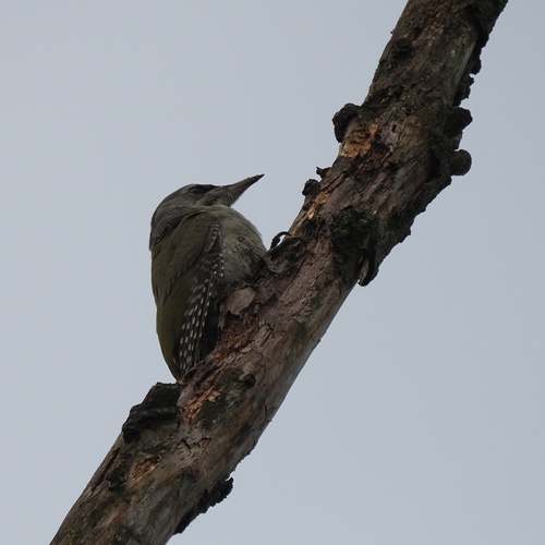 Siva žuna (Picus canus)