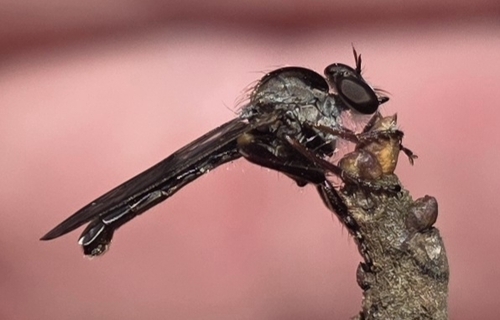 Unknown species found near Lithia Springs, GA 30122, USA
