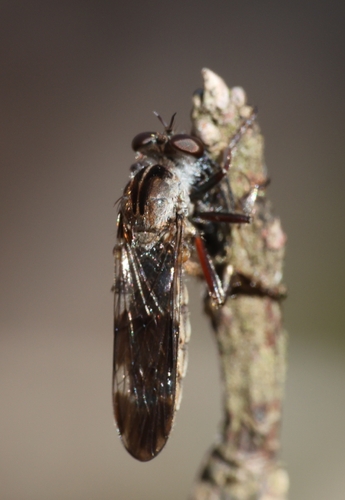 Unknown species found near Lithia Springs, GA 30122, USA