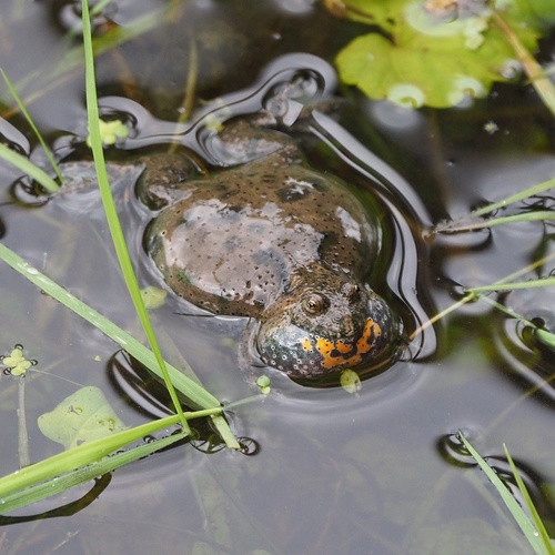 European Fire-Bellied Toad