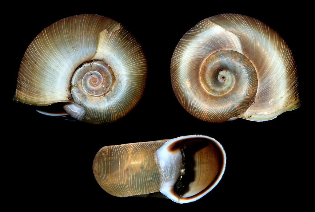 Marsh Ramshorn