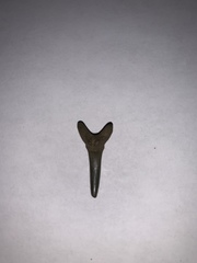 Lamniformes
