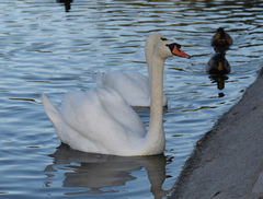 Cygnus olor
