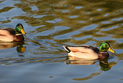 Anas platyrhynchos