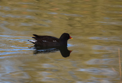 Gallinula chloropus
