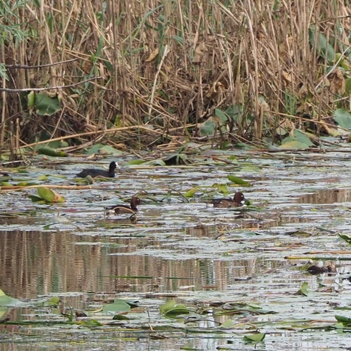 chochlačka bielooká (Aythya nyroca)