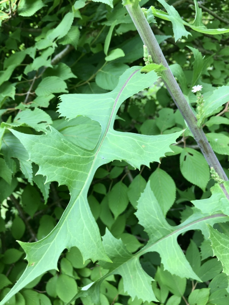 Tall Blue Lettuce (Lactuca biennis)