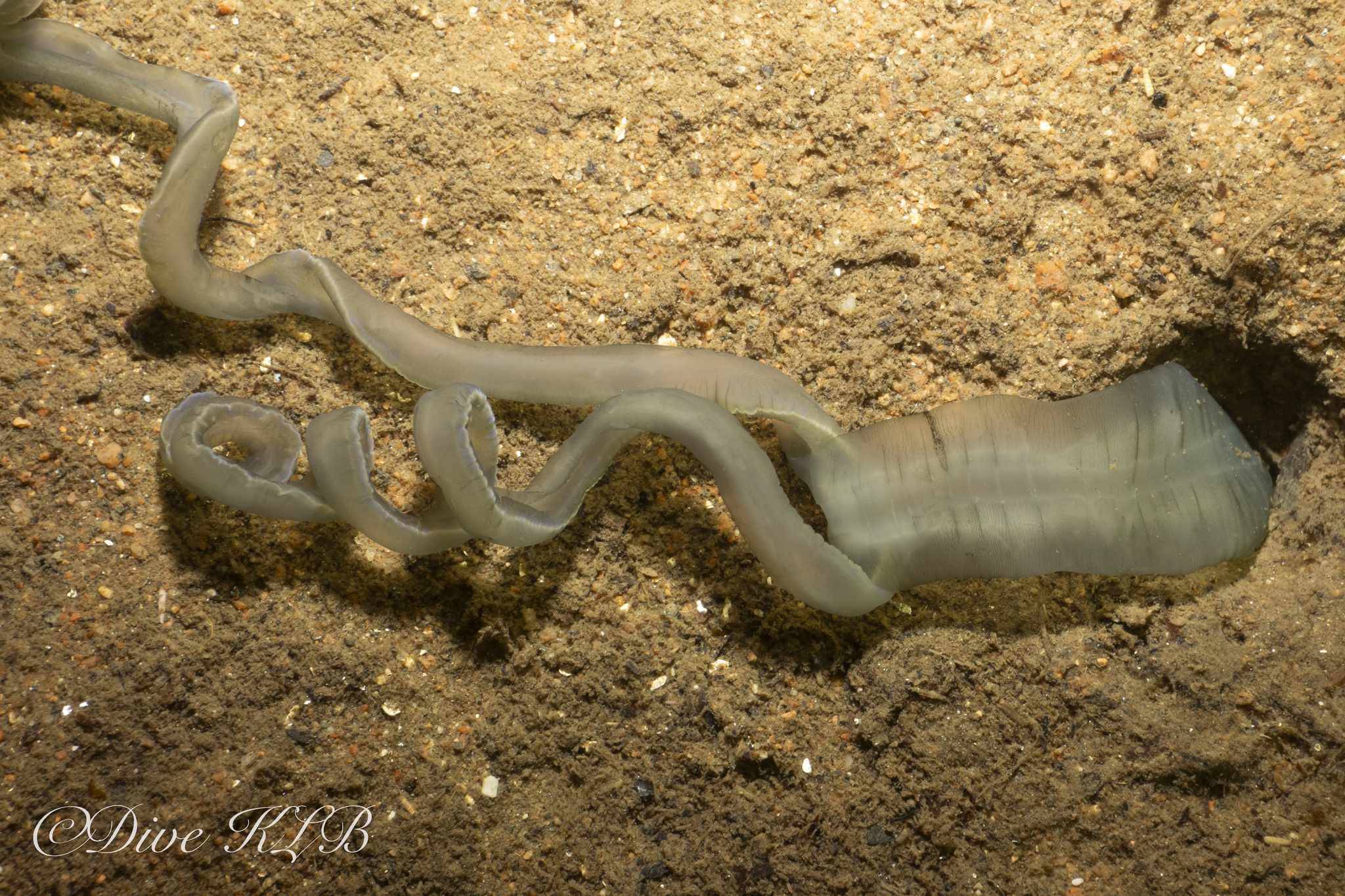Amalosoma eddystonense Stephen, 1956