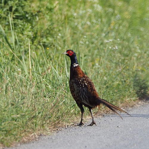 Obični fazan (Phasianus colchicus)