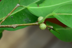 Ficus kurzii
