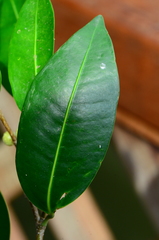 Ficus kurzii