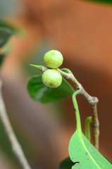 Ficus kurzii