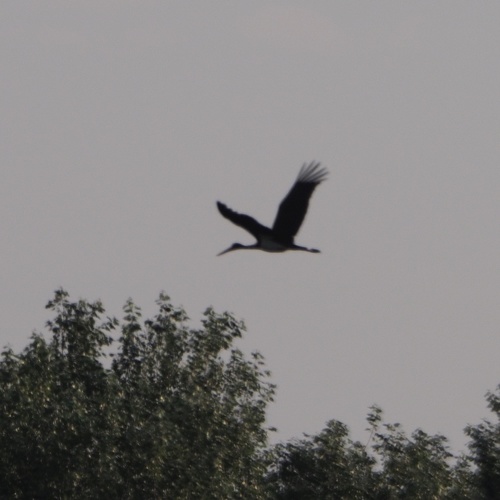 bocian čierny (Ciconia nigra)