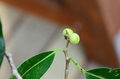 Ficus kurzii