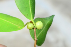 Ficus kurzii