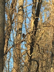 Sciurus carolinensis