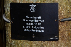 Ficus kurzii