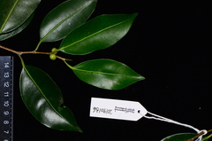 Ficus kurzii