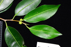 Ficus kurzii