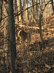 Odocoileus virginianus