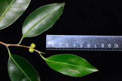 Ficus kurzii