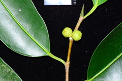 Ficus kurzii