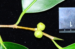 Ficus kurzii