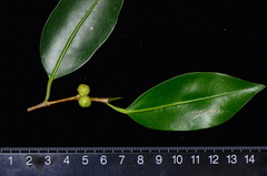 Ficus kurzii