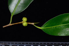 Ficus kurzii