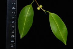 Ficus kurzii