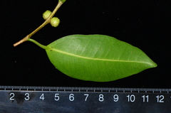 Ficus kurzii