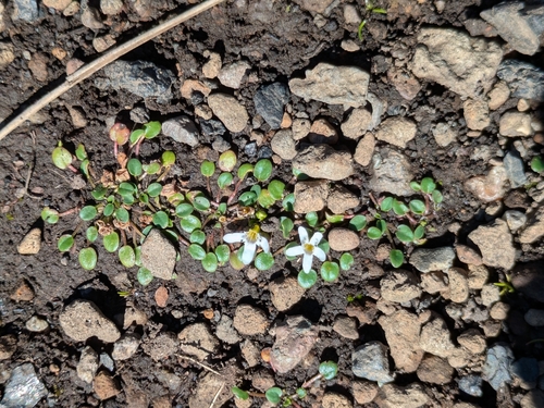 Basotho Mudwort (Limosella vesiculosa)