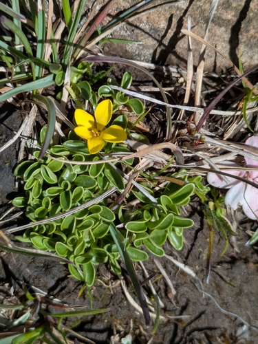 Matches Yellowwort (Sebaea marlothii)