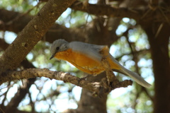 Melaenornis semipartitus