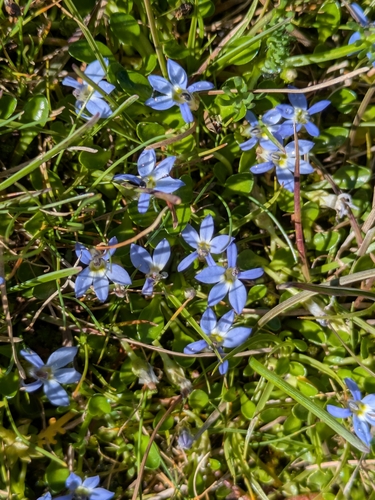 Mat Lobelia (Lobelia galpinii)