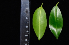 Ficus kurzii
