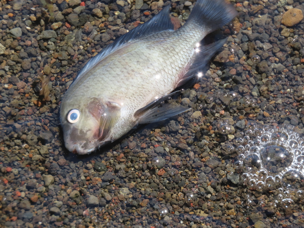 Poor man's tropheus (Hypsophrys nematopus) — Cichlidae