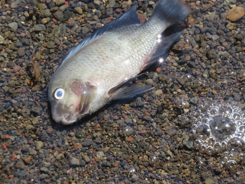 Poor man's tropheus (Hypsophrys nematopus) — Cichlidae