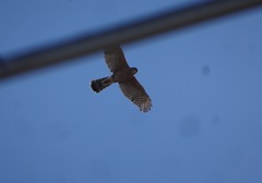 Accipiter cooperii